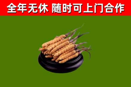 盐城市烟酒回收冬虫夏草.jpg